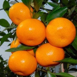 种植柑橘的注意事项,第2图