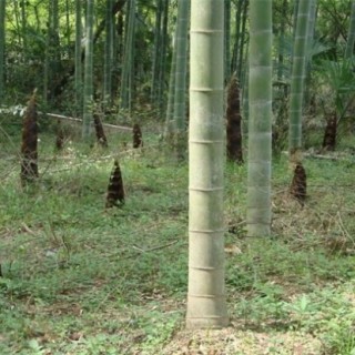 毛竹的种植技术,第4图