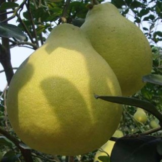 沙田柚种植技术(2),第2图