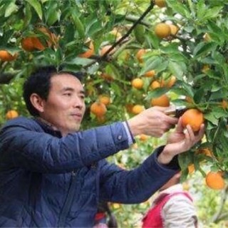 血橙的种植技术,第5图