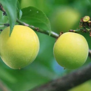 桃树的种植技术,第3图