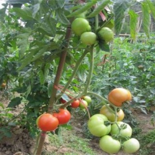 西红柿栽培技术,第4图