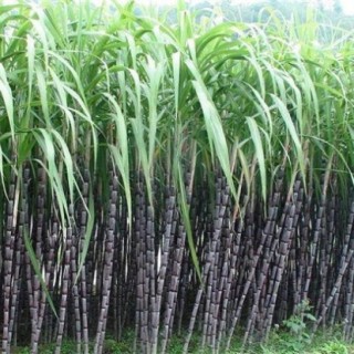 甘蔗种植的条件,第1图