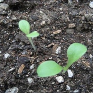 生菜怎么种植容易发芽？生菜浸种催芽技术,第3图
