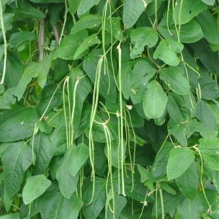 豇豆的种植时间(2),第1图