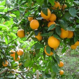 柑橘的病虫害防治技术(2),第1图