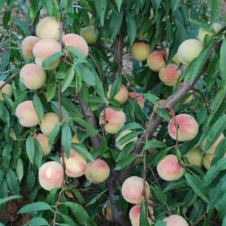 桃树盆景栽培技术,第4图