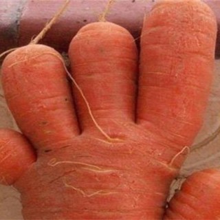 胡萝卜畸形的原因及防治方法,第5图