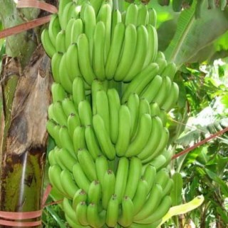 香蕉的管理方法,第2图