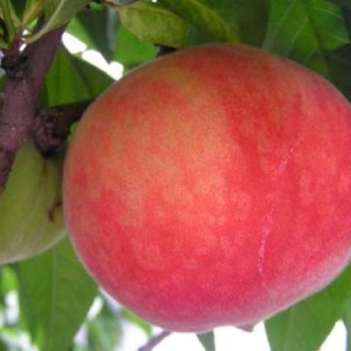 水蜜桃的种植技术,第3图