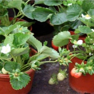 盆栽草莓的种植管理技术,第3图