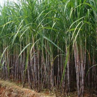 甘蔗蔗种的处理方法,第4图