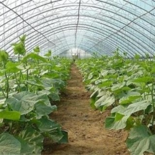 黄瓜种植技术,第2图
