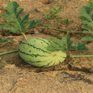 西瓜种植所需要的环境,第3图