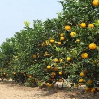 橙子的种植方法与时间,第2图