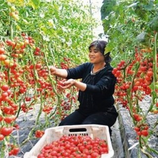 西红柿无土栽培技术,第3图