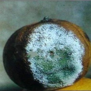 柑橘的常见病虫害防治方法,第3图