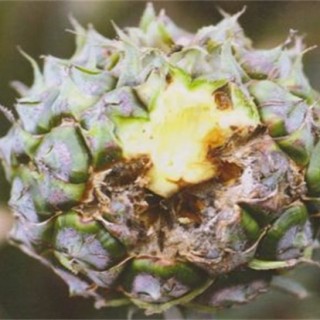 菠萝常见病虫害防治方法,第2图