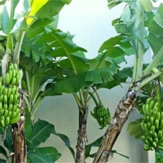香蕉种植管理技术,第1图
