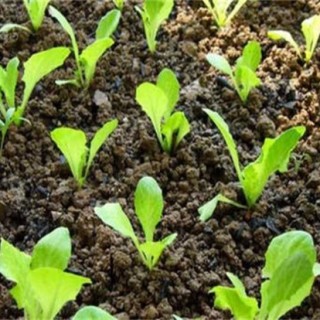 生菜怎么种植容易发芽？生菜浸种催芽技术,第2图