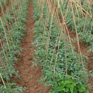 番茄的田间管理技术,第2图