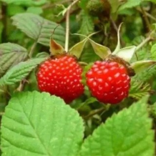 山莓的种植方法,第4图