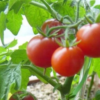 西红柿丰产栽培技术,第3图