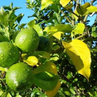柠檬树种植技术,第1图