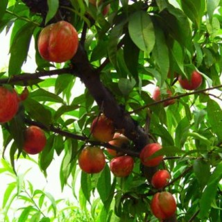 桃树的种植技术,第4图
