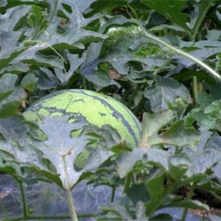 西瓜种植所需要的环境,第5图