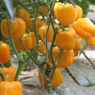 甜椒高产施肥技术,第2图