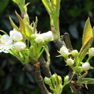 梨树反季节开花的原因及预防措施,第2图