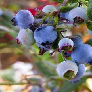 蓝莓种植条件,第2图