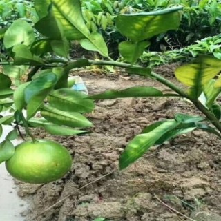 沙田柚的种植条件,第3图