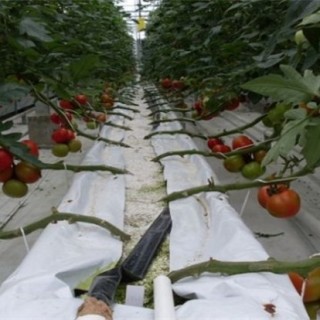 西红柿无土栽培技术,第1图