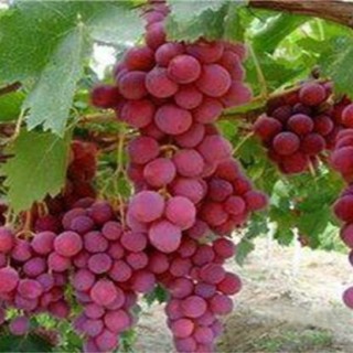 红宝石葡萄高产栽培技术,第5图