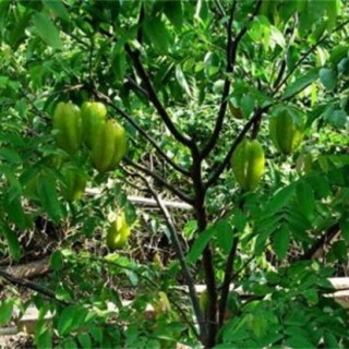 杨桃的高产种植技术,第2图