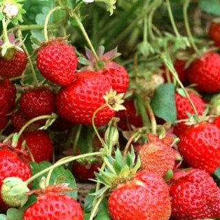 草莓种苗培育技术,第5图