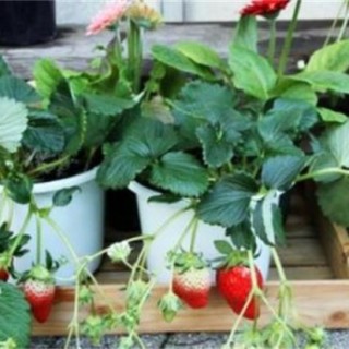盆栽草莓的种植管理技术,第4图