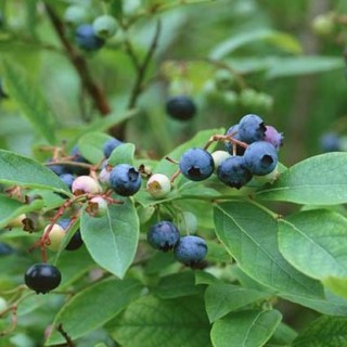 蓝莓的产地分布,第3图