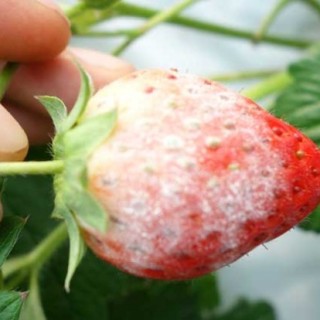 草莓白粉病怎么治？,第3图