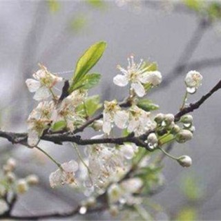 梨树反季节开花的原因及预防措施,第1图