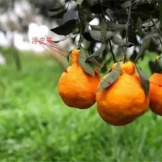 柑橘浮皮原因及防治措施,第1图