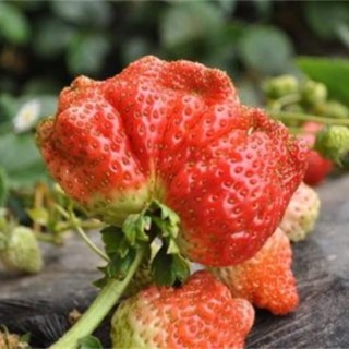 影响草莓果实膨大的五大因素,第2图