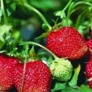 影响草莓果实膨大的五大因素,第1图