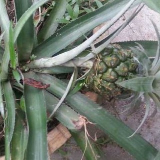 盆栽菠萝的种植方法,第5图
