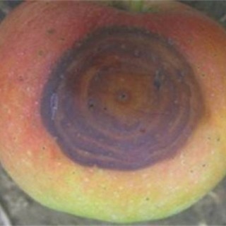 苹果常见病虫害防治方法,第2图