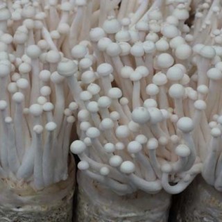 海鲜菇栽培技术,第3图
