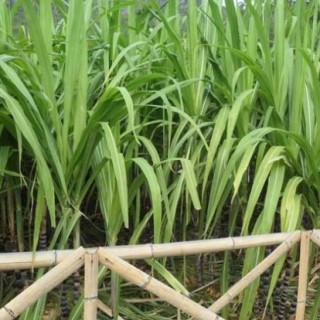 甘蔗的种植时间,第1图