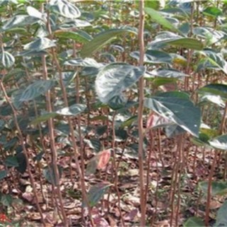 柿子树的种植技术,第3图